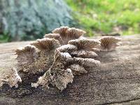 Schizophyllum commune image