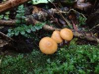 Galerina patagonica image