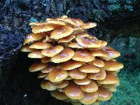 Flammulina velutipes image