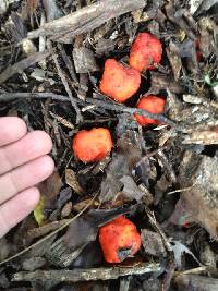 Leratiomyces erythrocephalus image