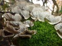 Trametes versicolor image