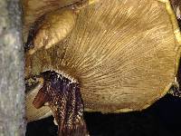 Agrocybe parasitica image