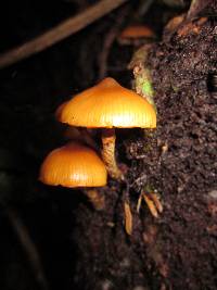 Galerina patagonica image