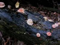 Mycena roseoflava image