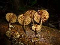 Galerina patagonica image