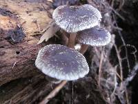 Hypholoma brunneum image