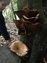 Agrocybe parasitica image