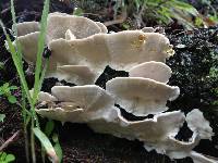 Trametes versicolor image