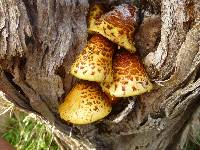 Pholiota adiposa image