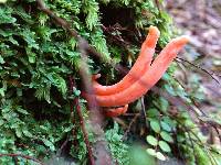 Image of Clavulinopsis sulcata