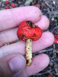 Leratiomyces erythrocephalus image