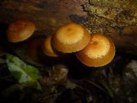 Galerina patagonica image