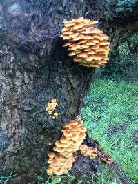 Flammulina velutipes image