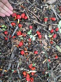 Leratiomyces erythrocephalus image