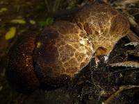 Lycoperdon perlatum image