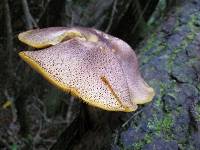 Tricholomopsis ornaticeps image