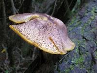 Image of Tricholomopsis ornaticeps