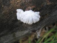 Schizophyllum commune image