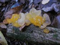 Tremella mesenterica image