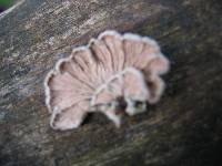 Schizophyllum commune image