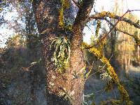 Xanthoria parietina var. parietina image