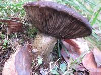 Lactarius turpis image