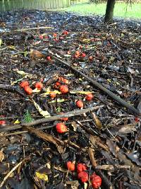 Leratiomyces erythrocephalus image