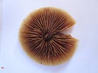 Galerina patagonica image