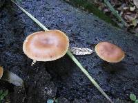 Galerina patagonica image