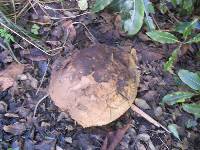 Calvatia gigantea image