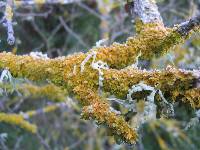 Xanthoria parietina var. parietina image