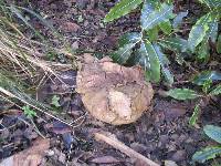 Calvatia gigantea image