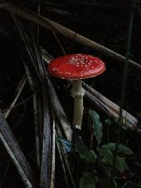 Amanita muscaria image