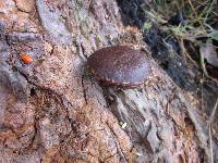 Hypholoma brunneum image