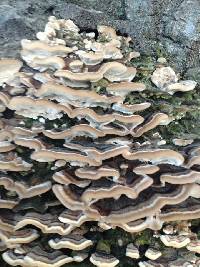 Trametes versicolor image