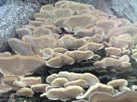 Trametes versicolor image