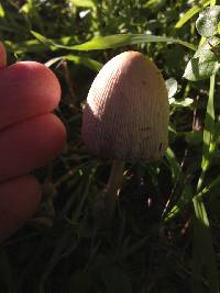 Coprinellus micaceus image