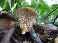 Pleurotus purpureo-olivaceus image