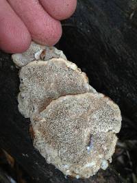 Trametes versicolor image