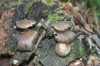 Pleurotus purpureo-olivaceus image