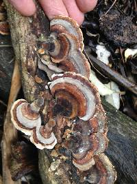 Trametes versicolor image