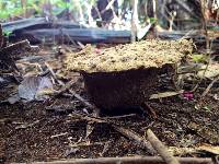 Calvatia cyathiformis image