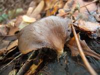 Pleurotus purpureo-olivaceus image