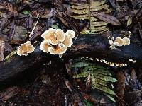 Trametes versicolor image