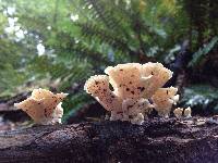 Trametes versicolor image