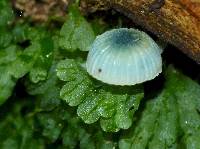 Mycena interrupta image