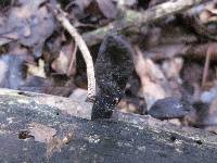 Image of Xylaria castorea