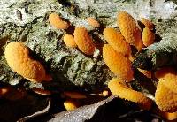 Favolaschia calocera image