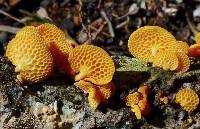 Favolaschia calocera image