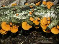 Favolaschia calocera image